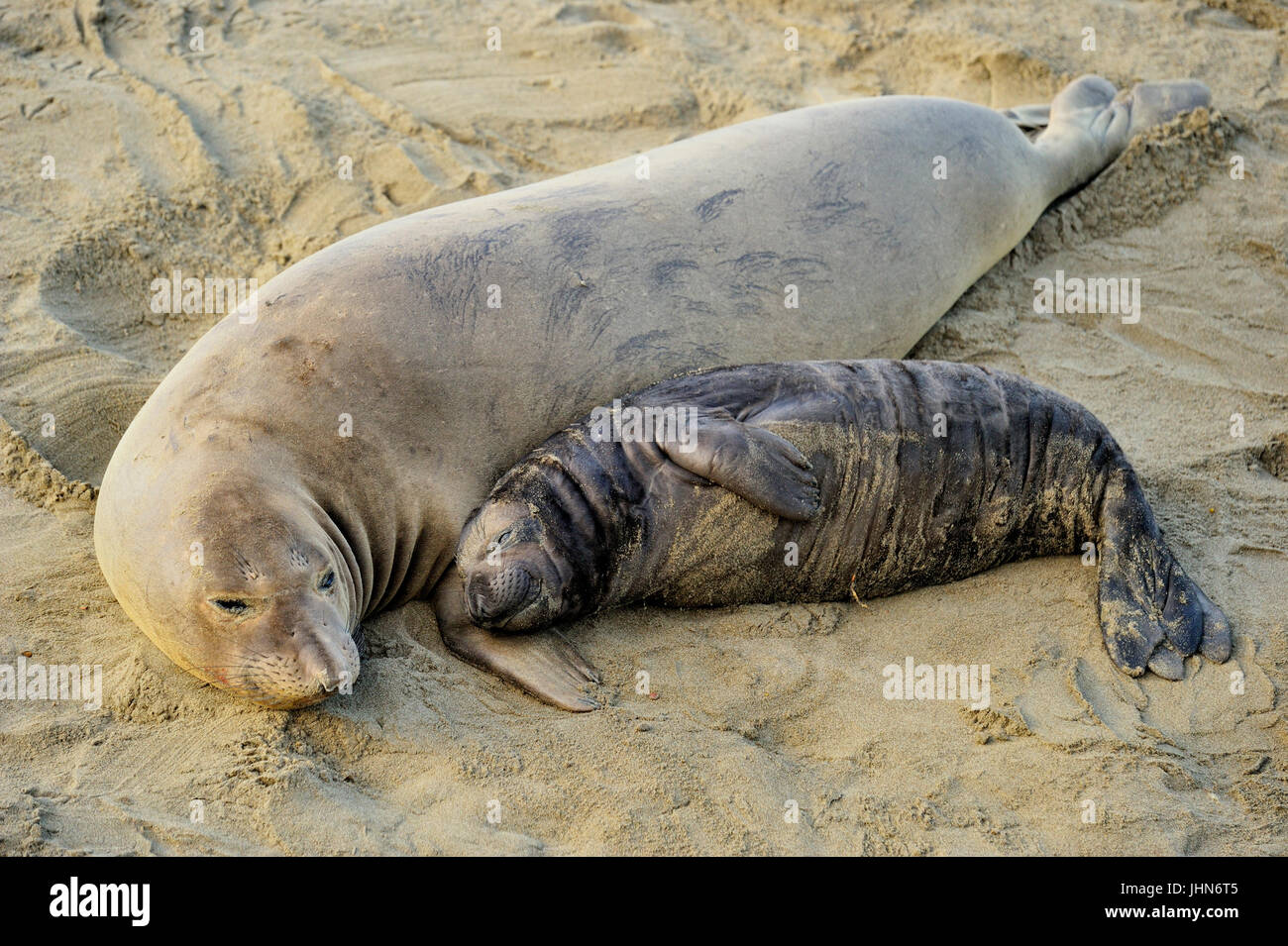 Éléphant de mer du Nord (Mirounga angustirostris) femmes dormir avec pup, San Simeon, Rookery Piedras Blancas, California, USA Banque D'Images