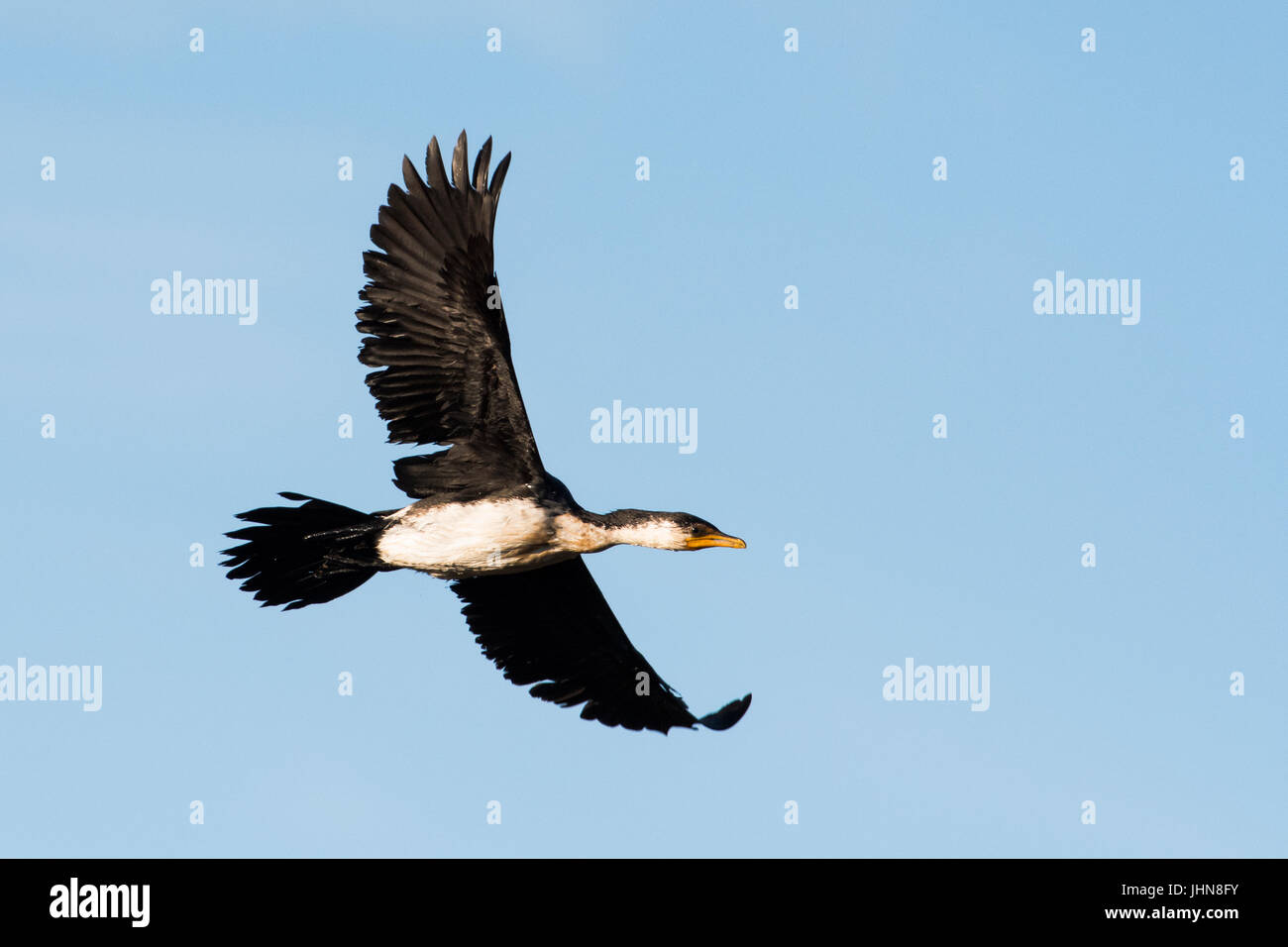 Grand Cormoran (Phalacrocorax varius) en vol. Banque D'Images