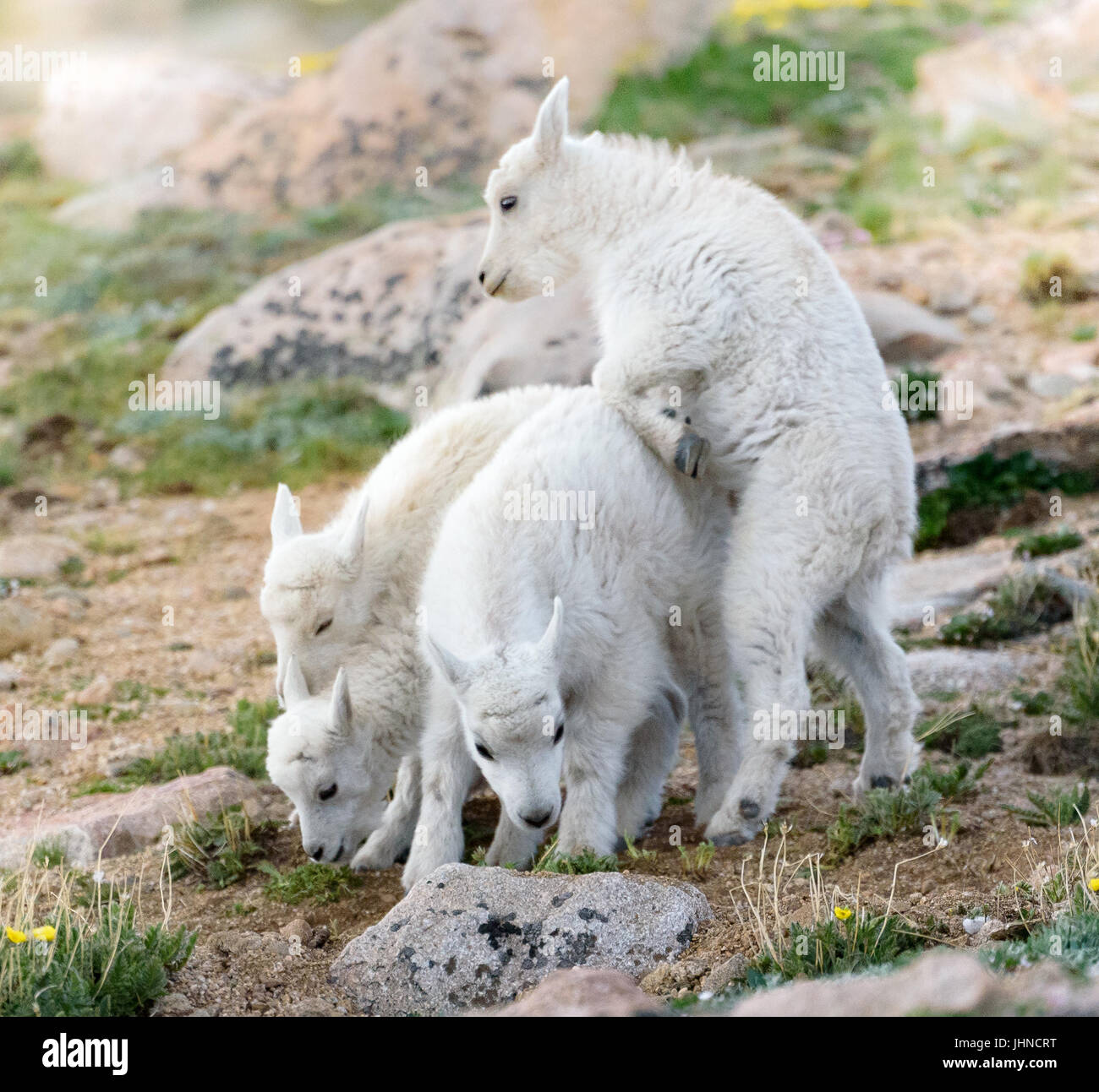 "Voyez ci-dessous !" Bébé chèvre de montagne d'essayer leur nouvelle escalade des compétences. Banque D'Images