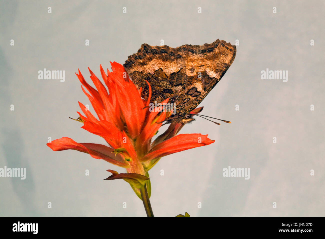 Un Tortiseshell Californie Papillon, également connu sous le nom de Western Tortue, Nymphalis californica, à la recherche de nectar dans une indian paintbrush wildf Banque D'Images