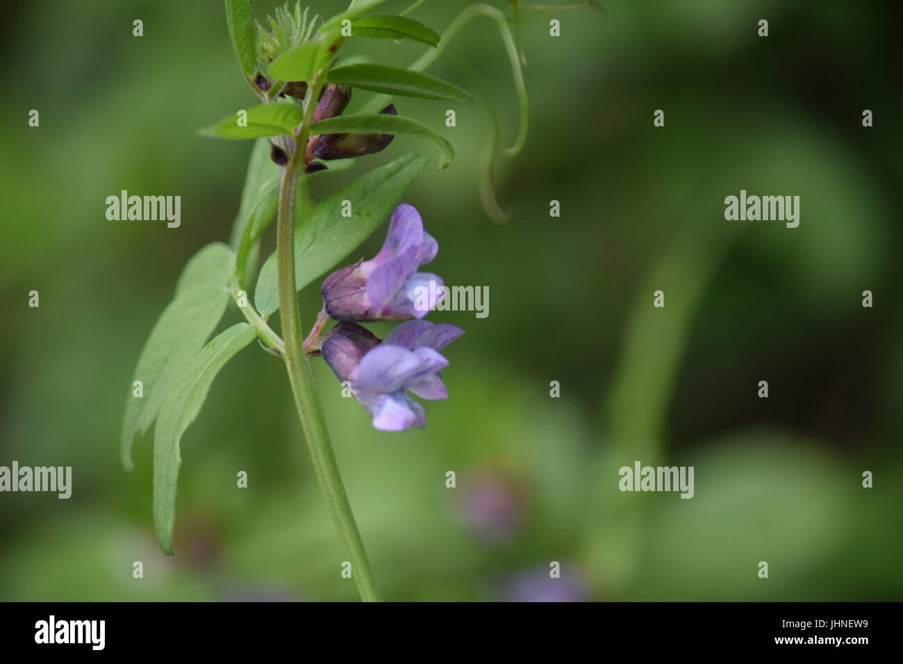 Vesce commune, Vicia sativa Banque D'Images