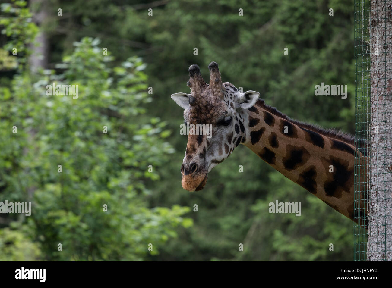 Un portrait d'une girafe Banque D'Images