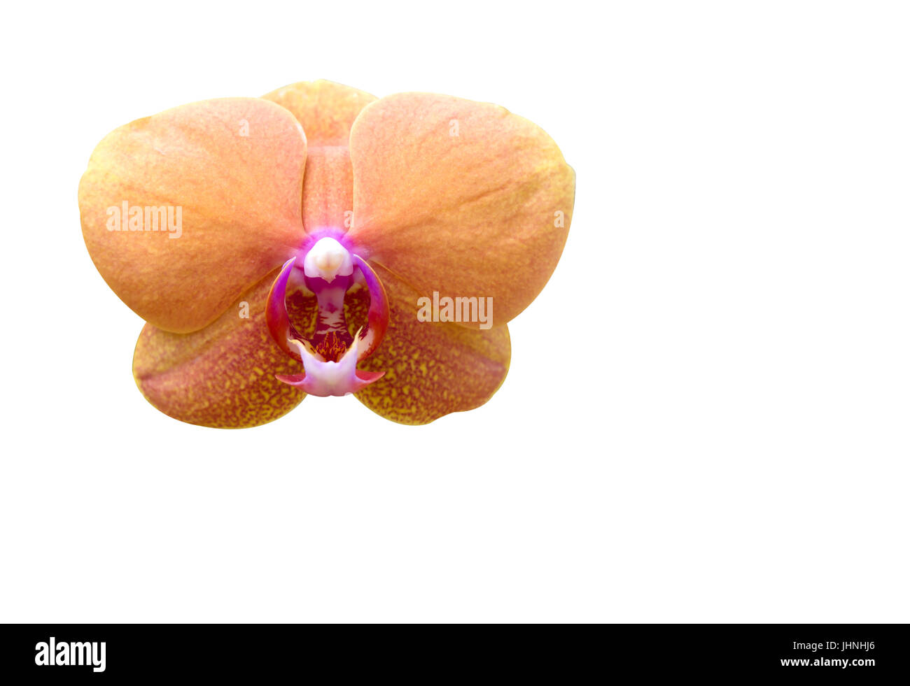 Fleur fleurs orchidée isolé sur un fond blanc. Banque D'Images