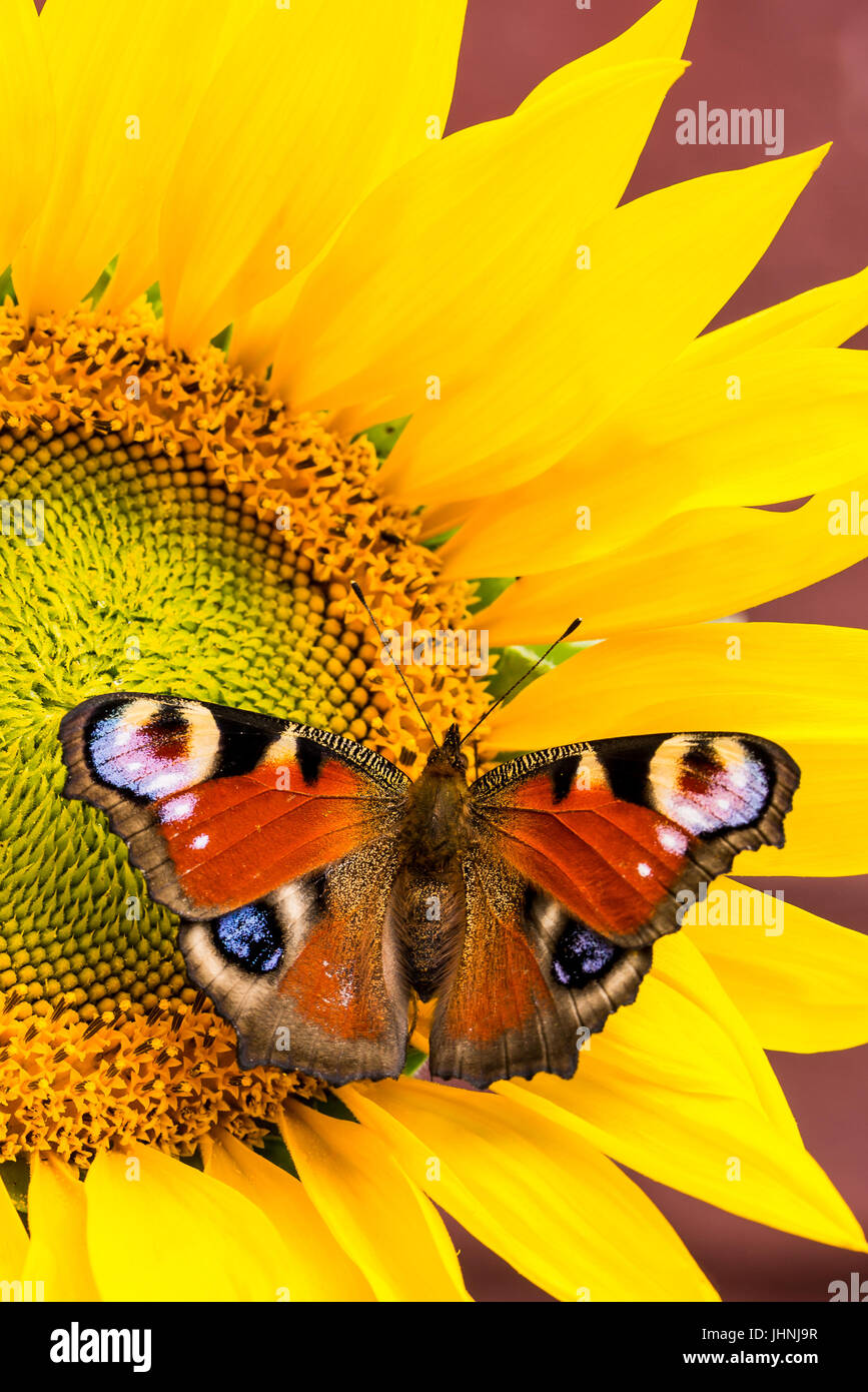 Photo verticale de nice papillon coloré. Insecte a couleur rouge sur blanc avec des ailes et des points bleus. Le bug se situe sur tournesol jaune fleur qui pousse Banque D'Images