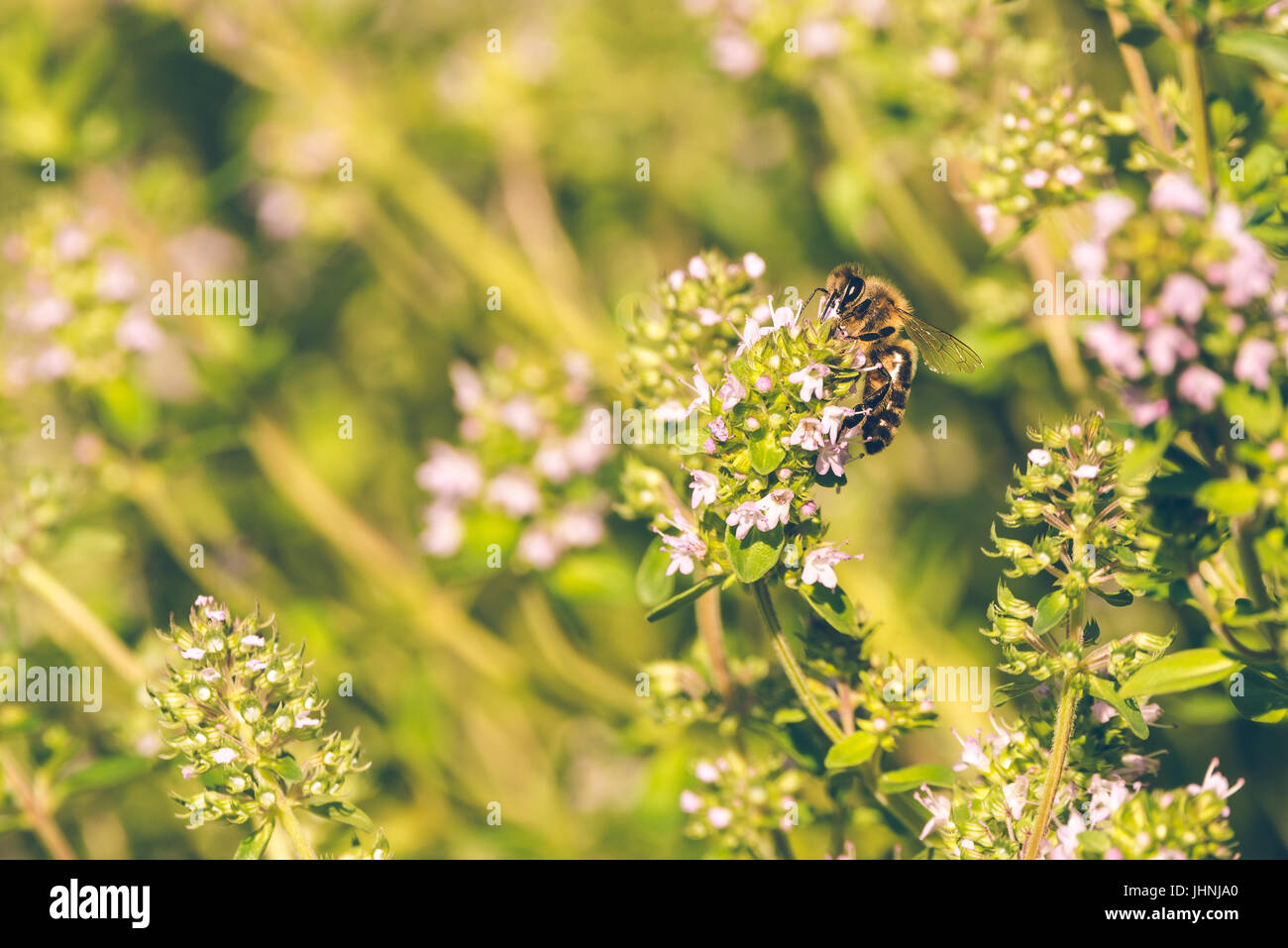 Photo horizontale d'une seule abeille qui est perché sur fleur dans le jardin. L'insecte se repose sur des plantes thym vert avec de belles petites roses. Le bug col Banque D'Images