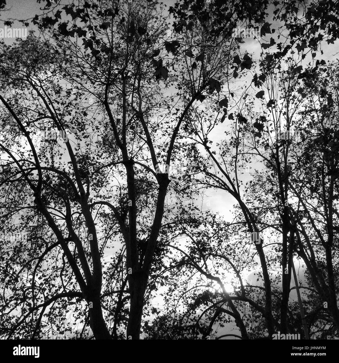 Rome , branches d'un arbre © Anna Retico/Sintesi/Alamy Stock Photo Banque D'Images