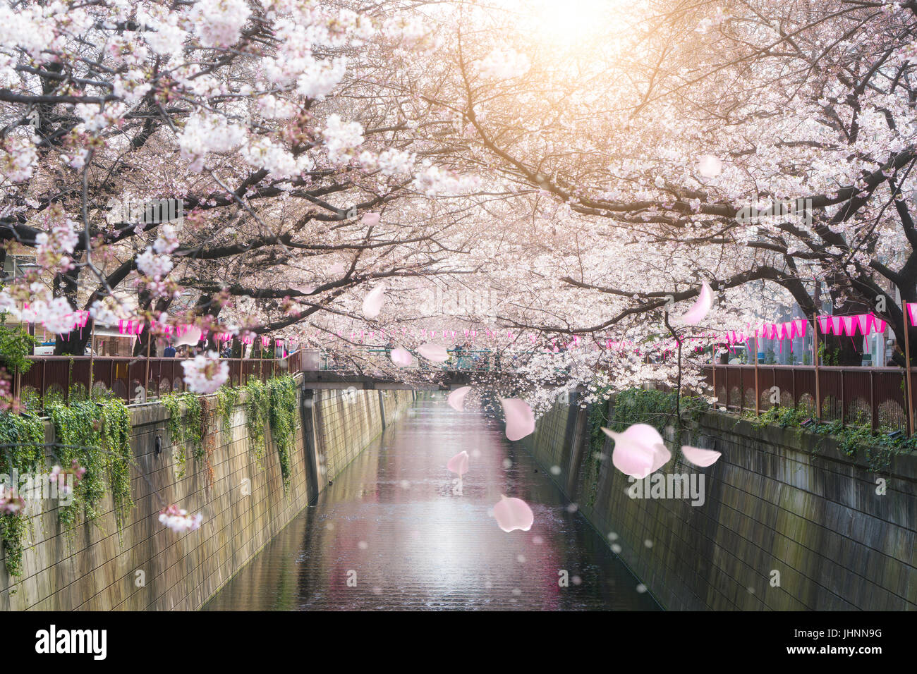 Cherry Blossom canal bordé de Meguro à Tokyo, Japon. Printemps en avril à Tokyo, Japon. Banque D'Images