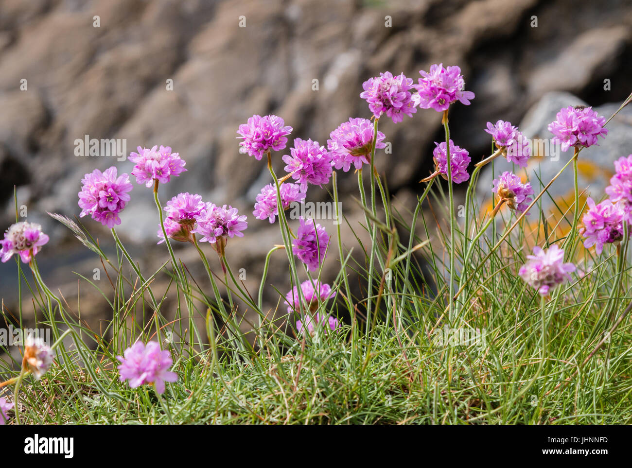 Sea thrift (Armeria maritima) en fleurs sur les falaises de Cornwall. Le magenta et rose fleurs ont les étamines chargées de pollen. Banque D'Images