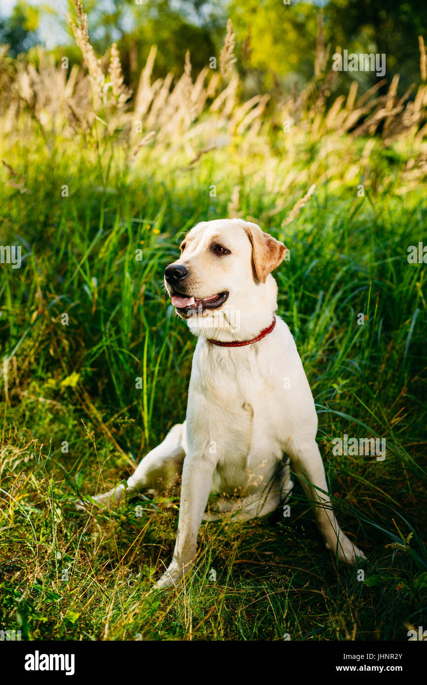 White Labrador Retriever chien assis dans l'herbe verte, forêt en arrière-plan du parc. Banque D'Images