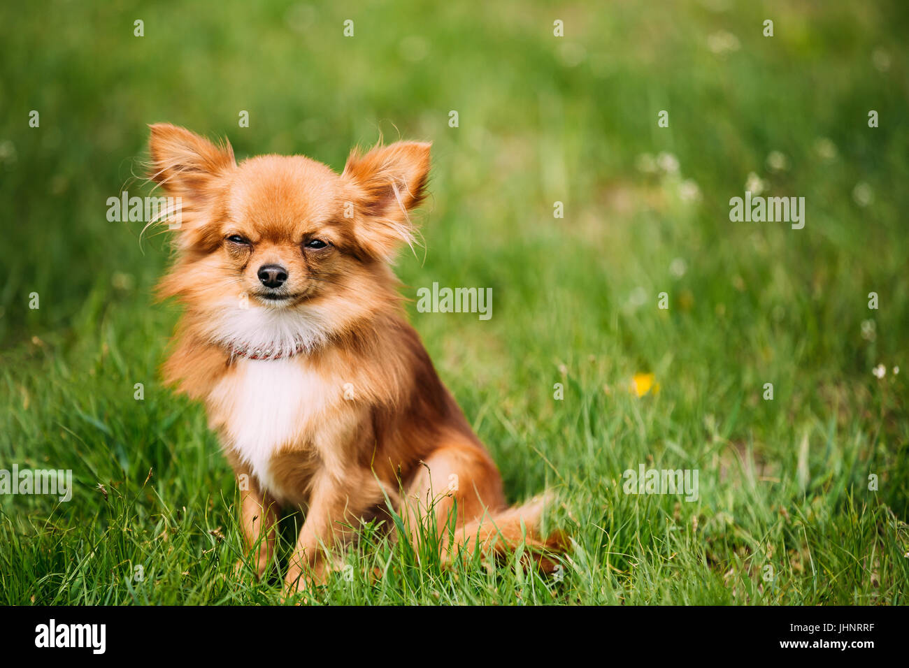 Drôle belle jeune brun-rouge et blanc Chihuahua chien assis sur l'herbe verte fraîche. Saison d'été Banque D'Images