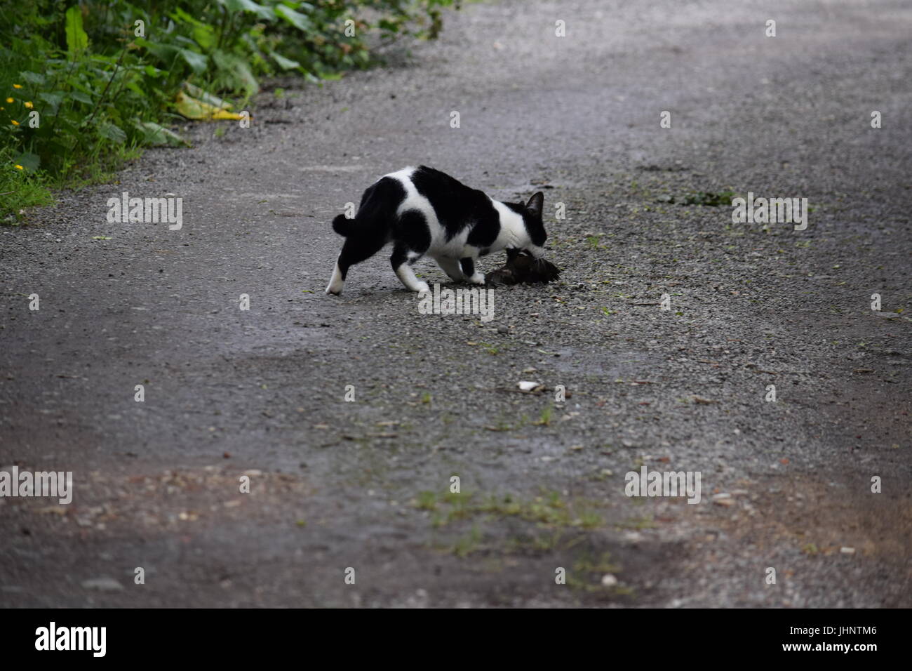 Cat de la capture d'un oiseau Banque D'Images
