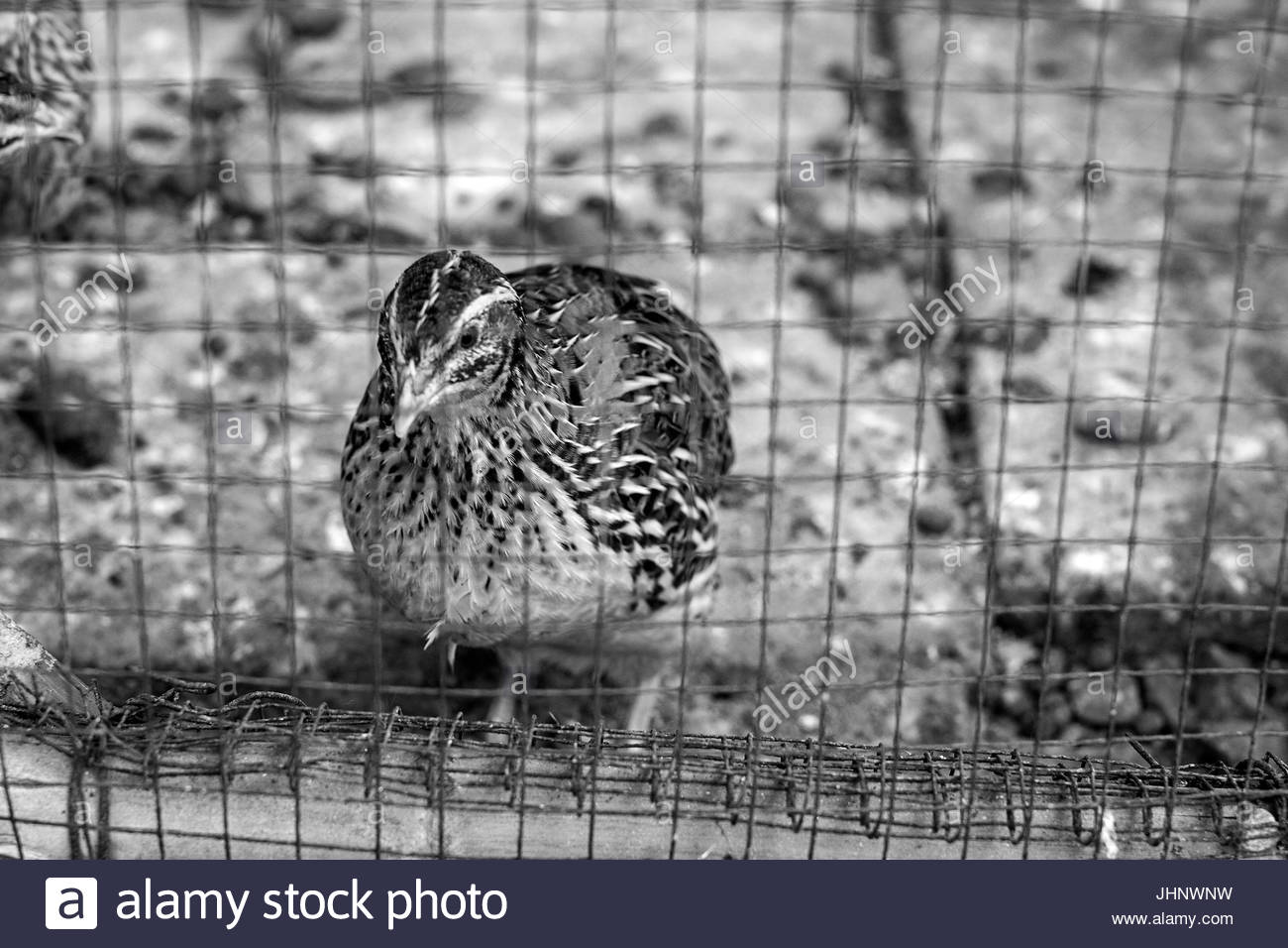 La Ferme Des Animaux Doiseaux Cage Caille Noir Blanc Marron