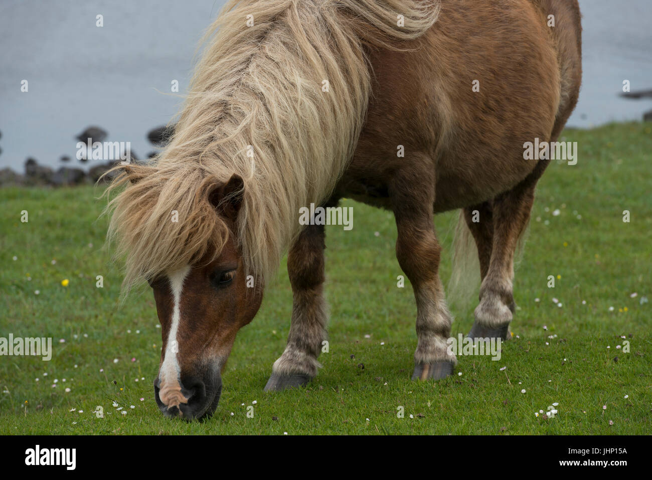 Le pâturage des poneys Shetland Banque D'Images