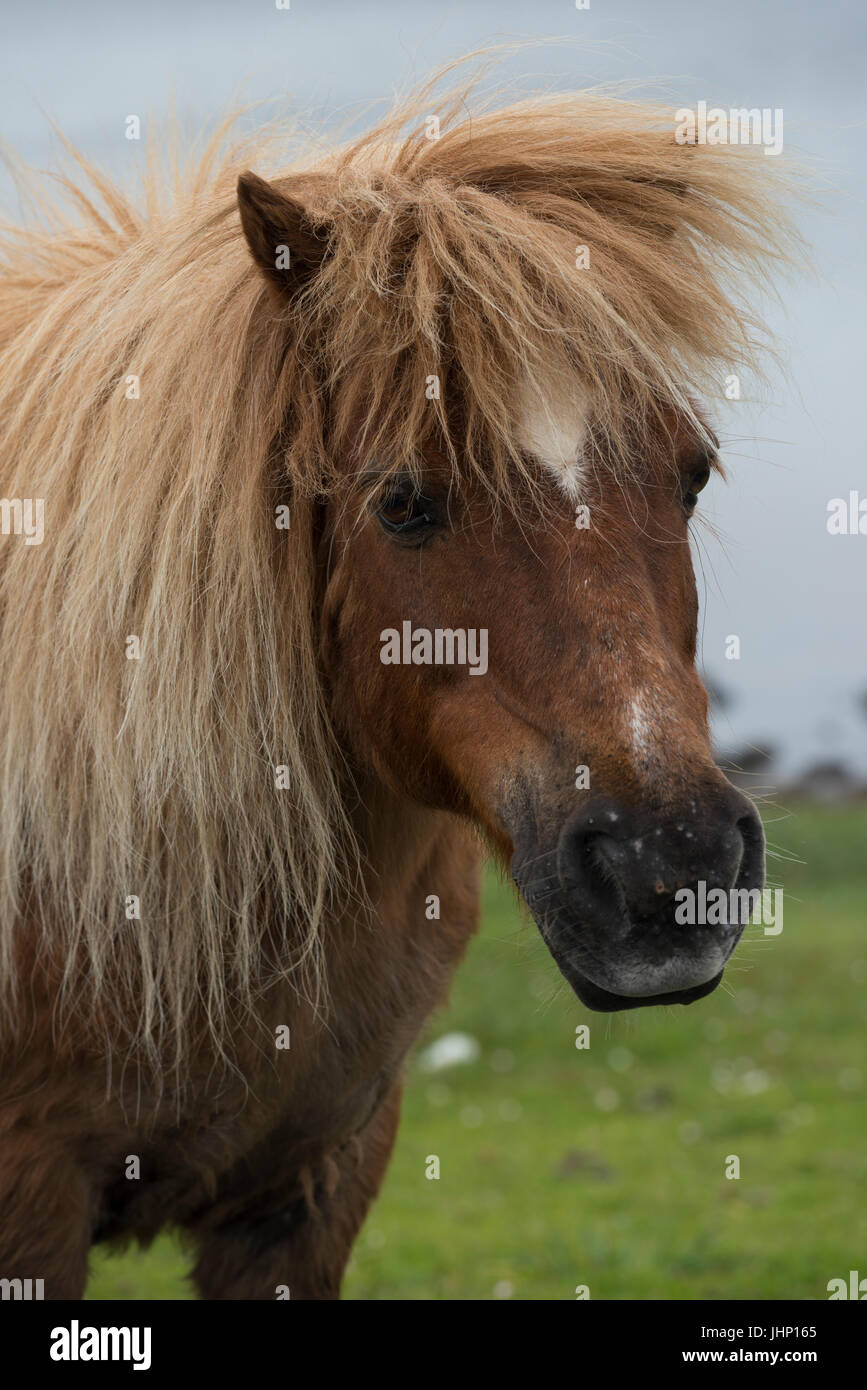 Le pâturage des poneys Shetland Banque D'Images