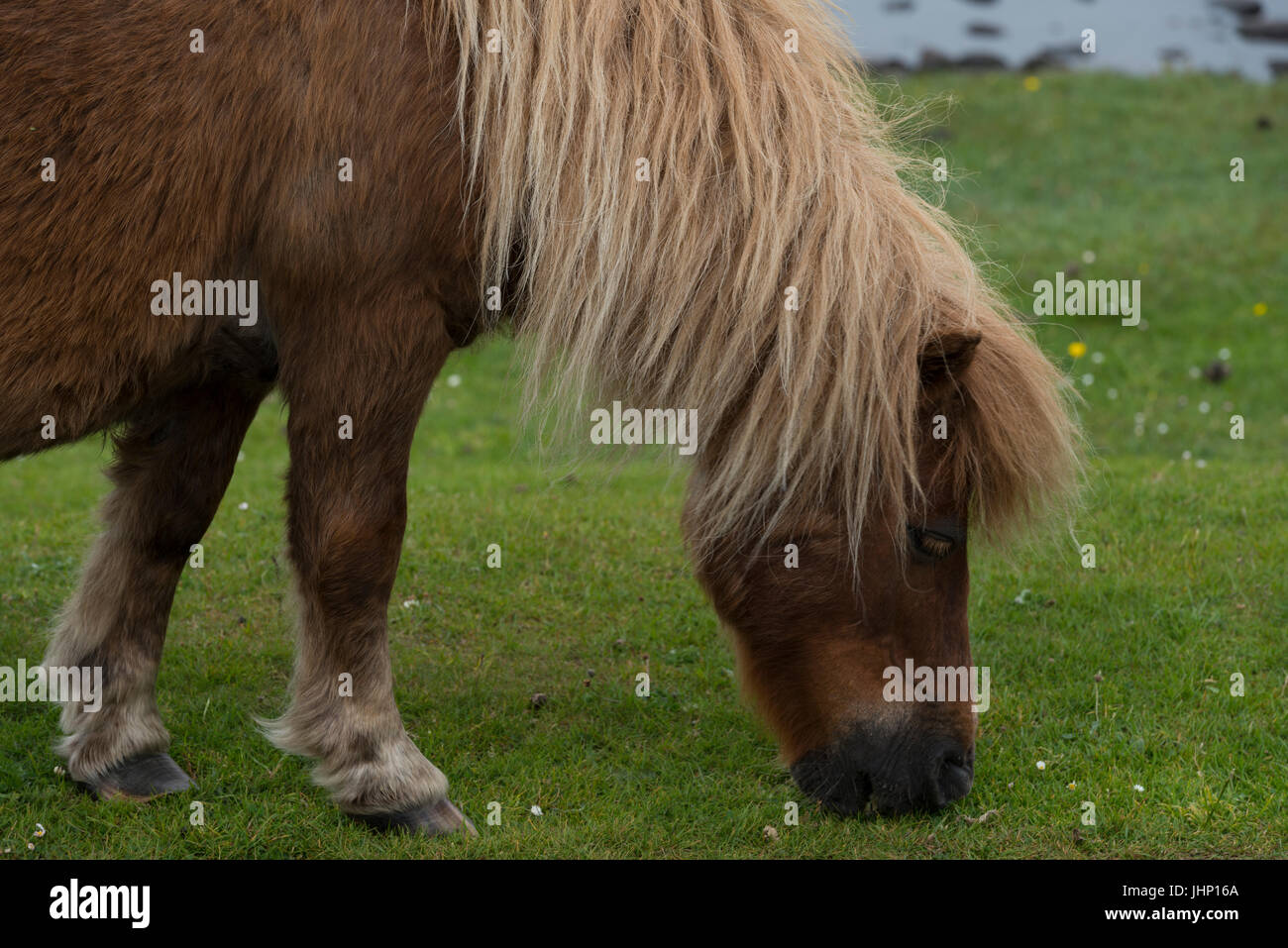 Le pâturage poney Shetland Banque D'Images