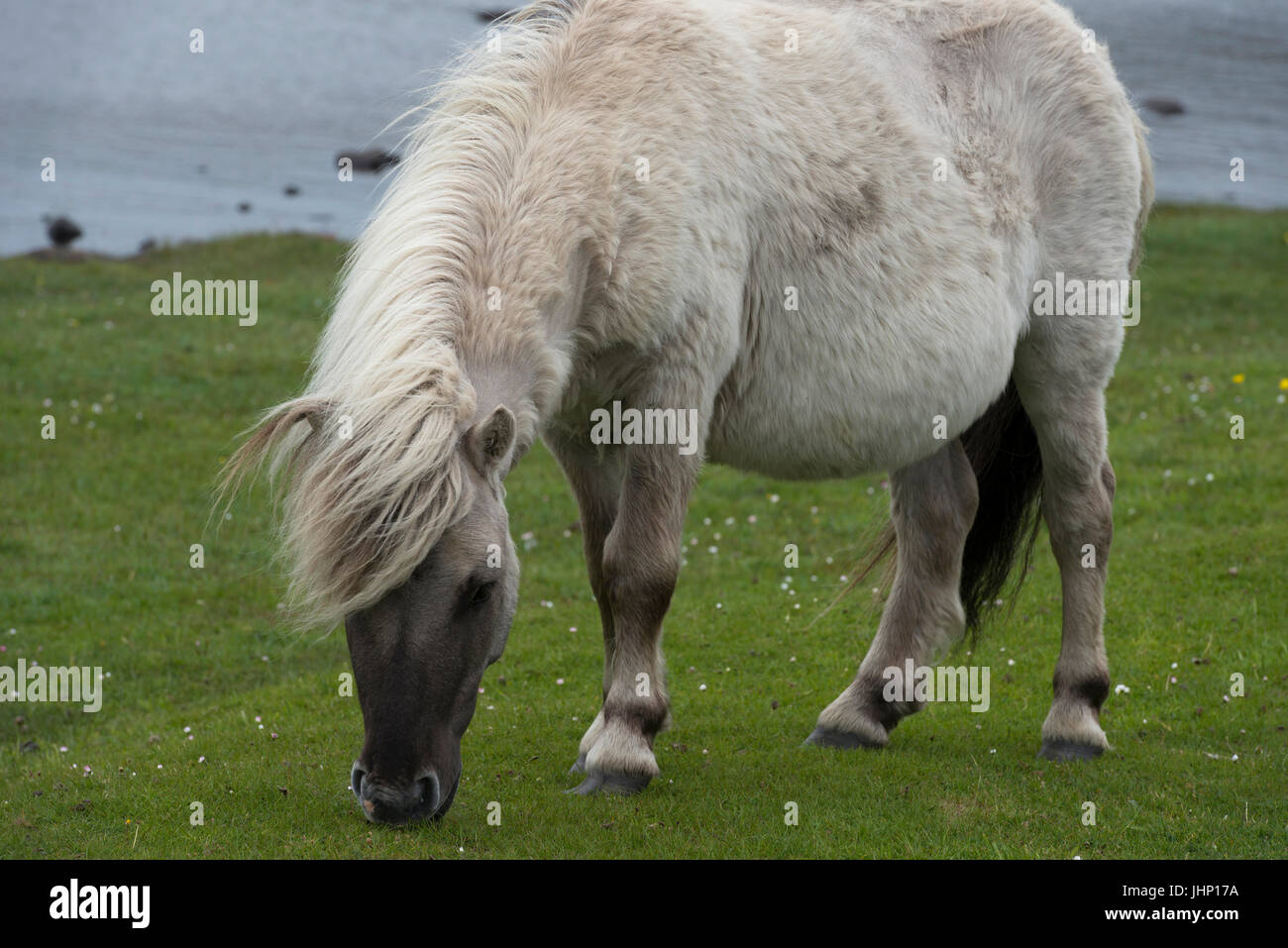 Le pâturage poney Shetland Banque D'Images