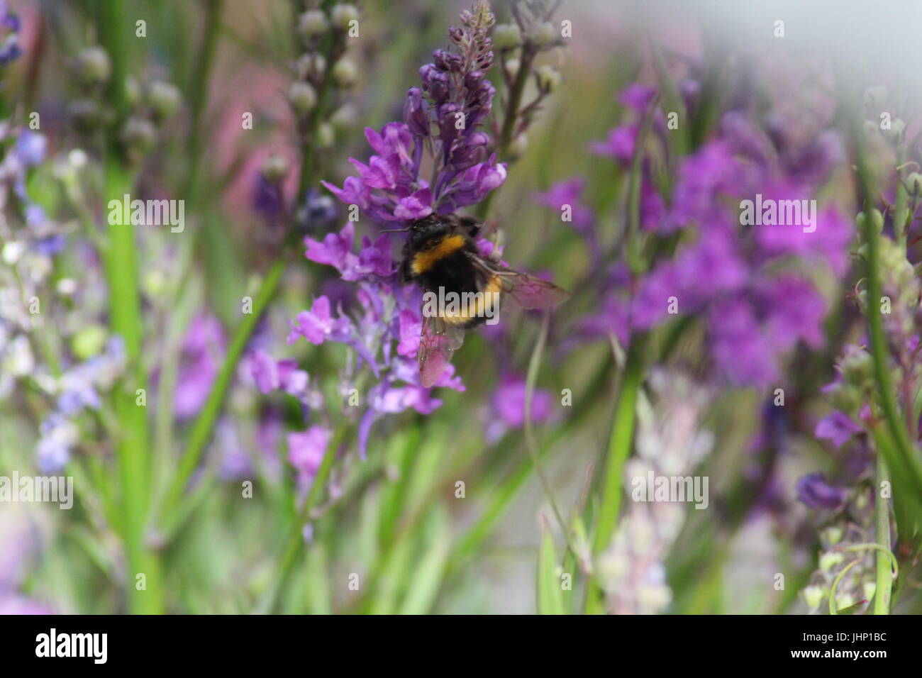 White Tailed bumblebee on flower Banque D'Images