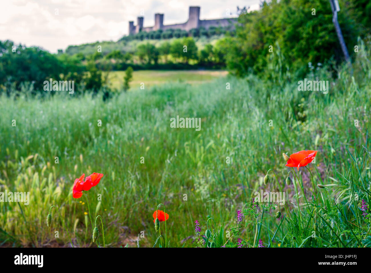 Coquelicot dans un champ vert avec la ville de Monteriggioni en arrière-plan Banque D'Images