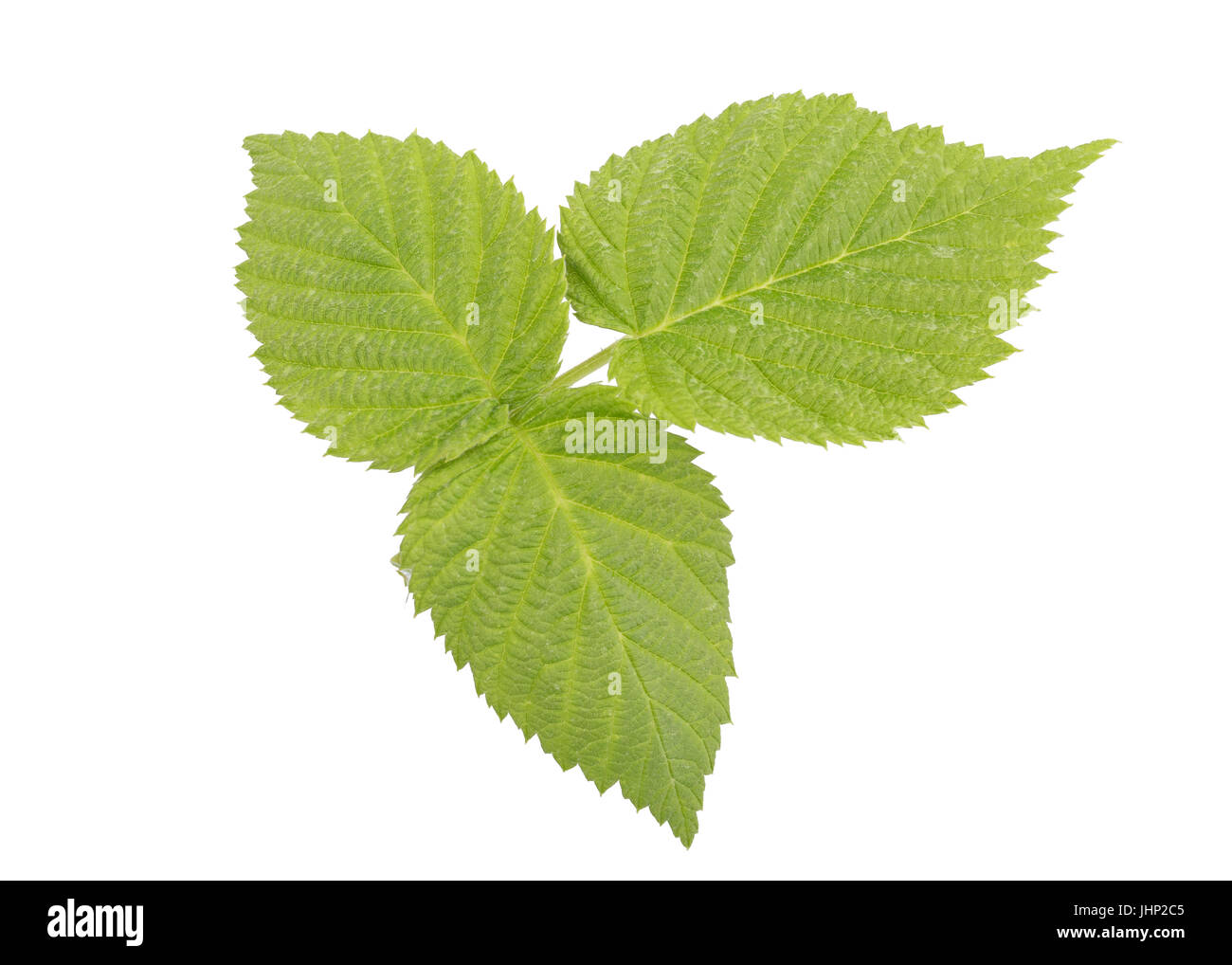 Un morceau de feuille de framboise vert isolé sur fond blanc en pleine profondeur de champ à chemin de détourage. Banque D'Images