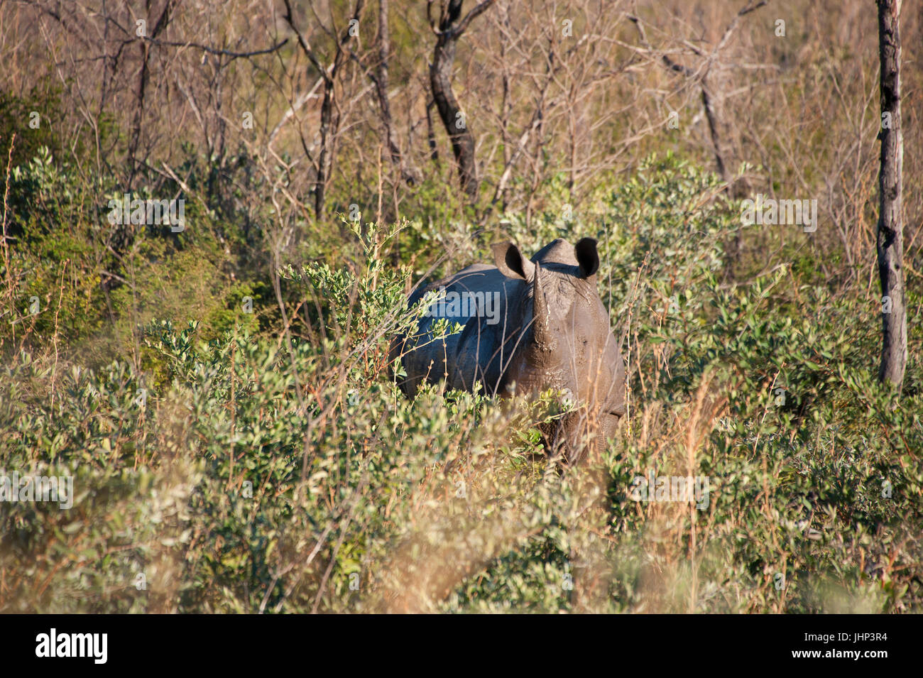 Se cacher dans les buissons Banque de photographies et d’images à haute