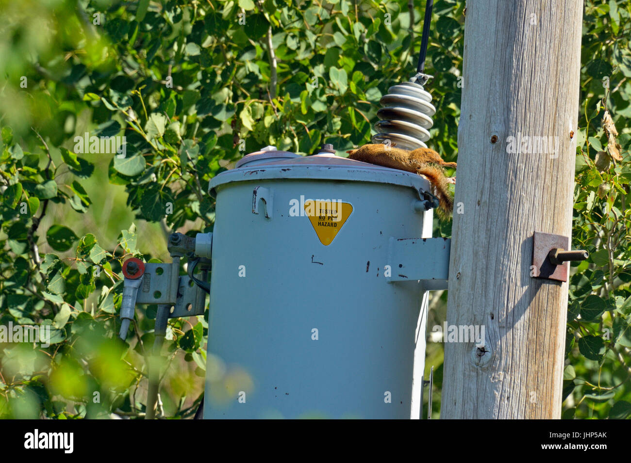 L'écureuil roux (Tamiasciurus hudsonicus) personne morte tué par transformateur électrique, Grand Sudbury, Ontario, Canada Banque D'Images