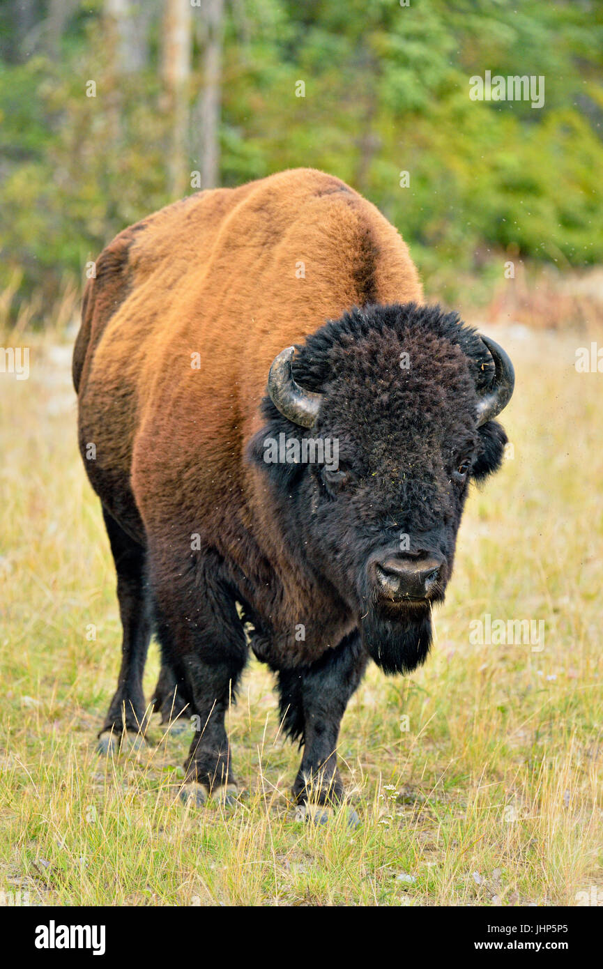 Wood Buffalo Bisons d'Amérique (Bison bison athabascae) Bull, en bordure de la rivière Mackenzie gestion Wood Buffalo, Territoires du Nord-Ouest, Canada Banque D'Images