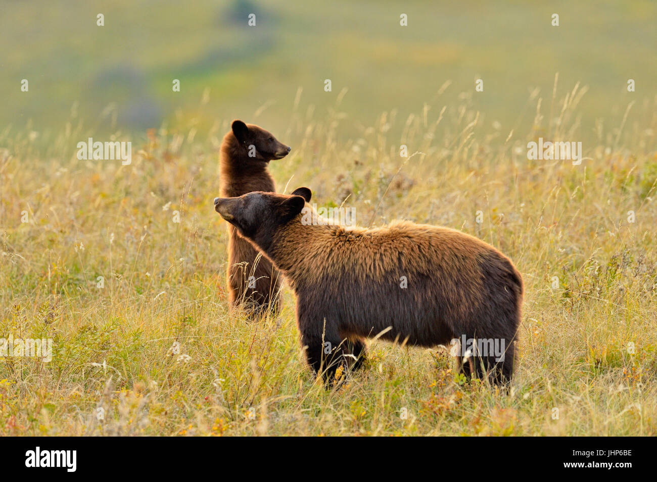 Ours noir (Ursus americanus)), Waterton Lakes National Park, Alberta, Canada Banque D'Images