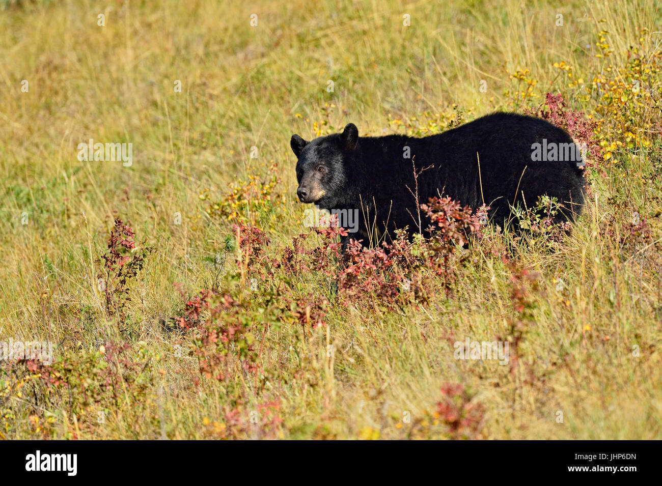 Ours noir (Ursus americanus)), Waterton Lakes National Park, Alberta, Canada Banque D'Images