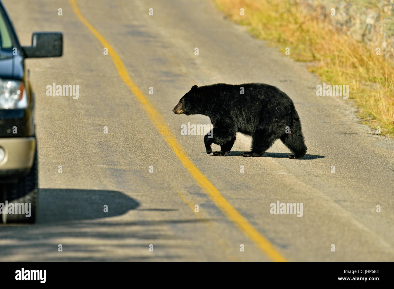 Ours noir (Ursus americanus)), Waterton Lakes National Park, Alberta, Canada Banque D'Images