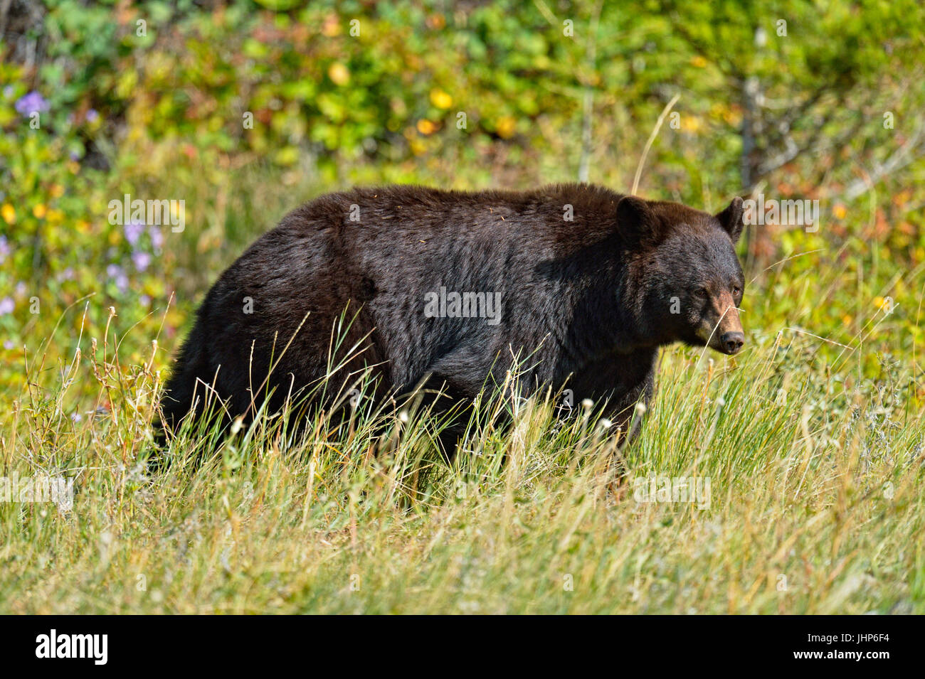 Ours noir (Ursus americanus)), Waterton Lakes National Park, Alberta, Canada Banque D'Images