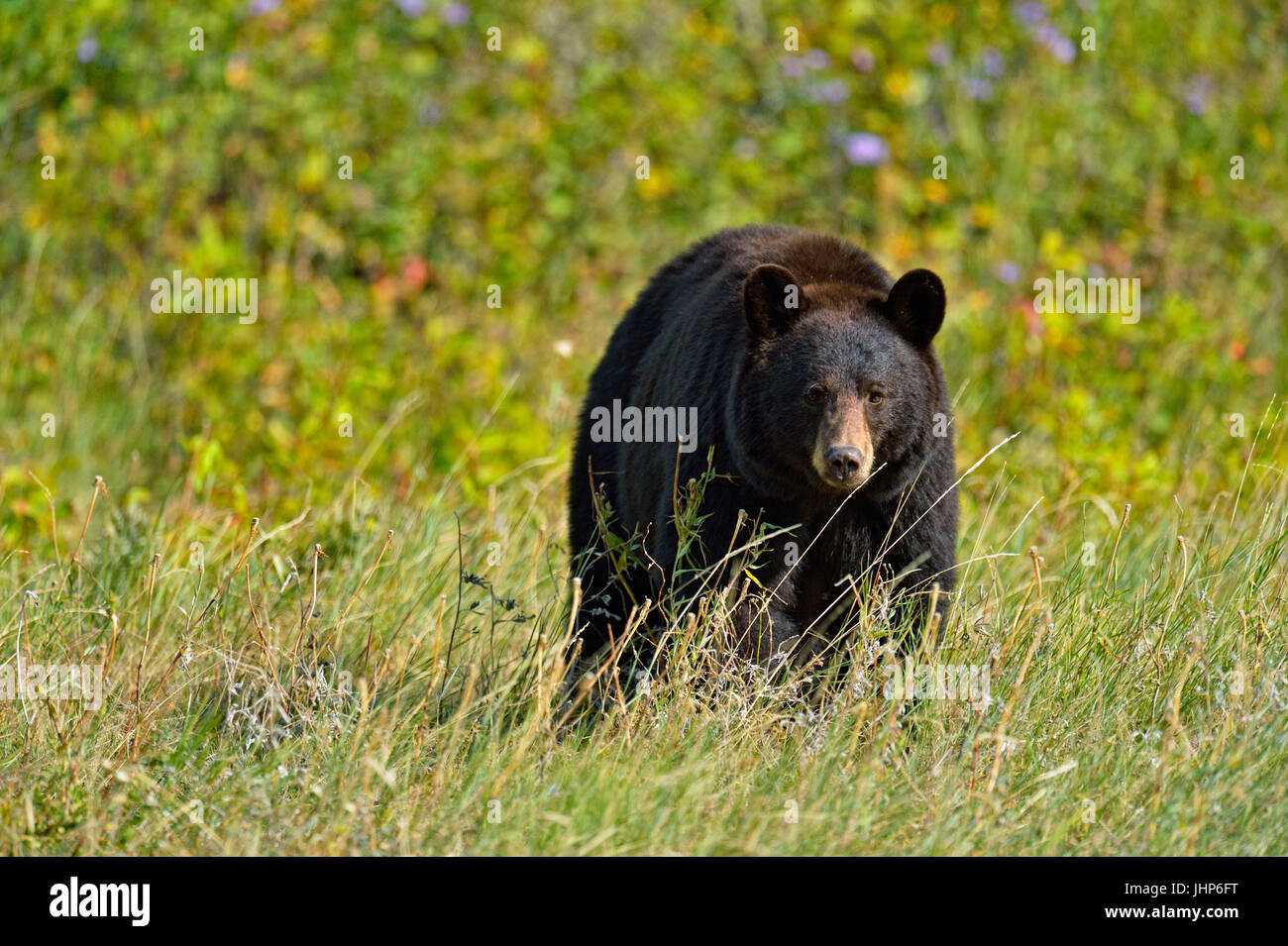 Ours noir (Ursus americanus)), Waterton Lakes National Park, Alberta, Canada Banque D'Images