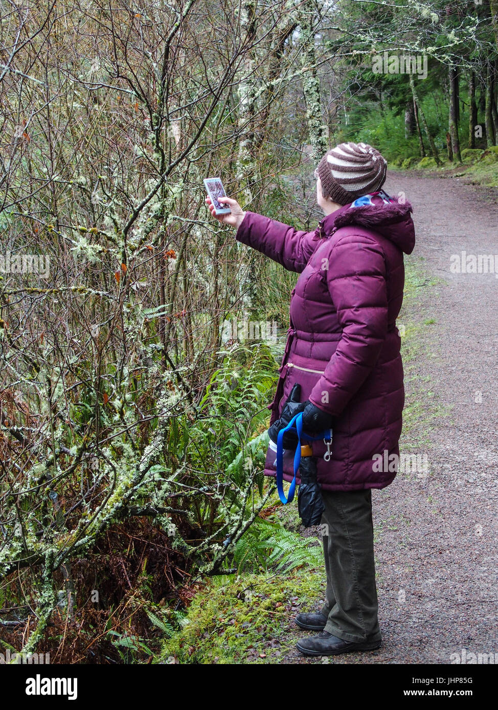 Femme prenant une photo à l'aide d'un téléphone portable Banque D'Images