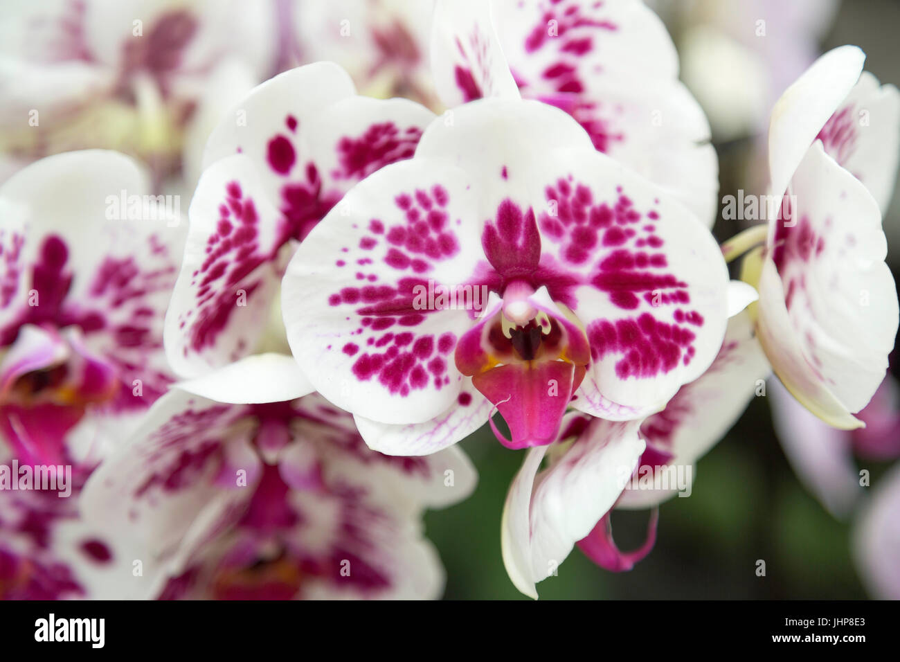 Blanc et Rose Orchid close up. Banque D'Images