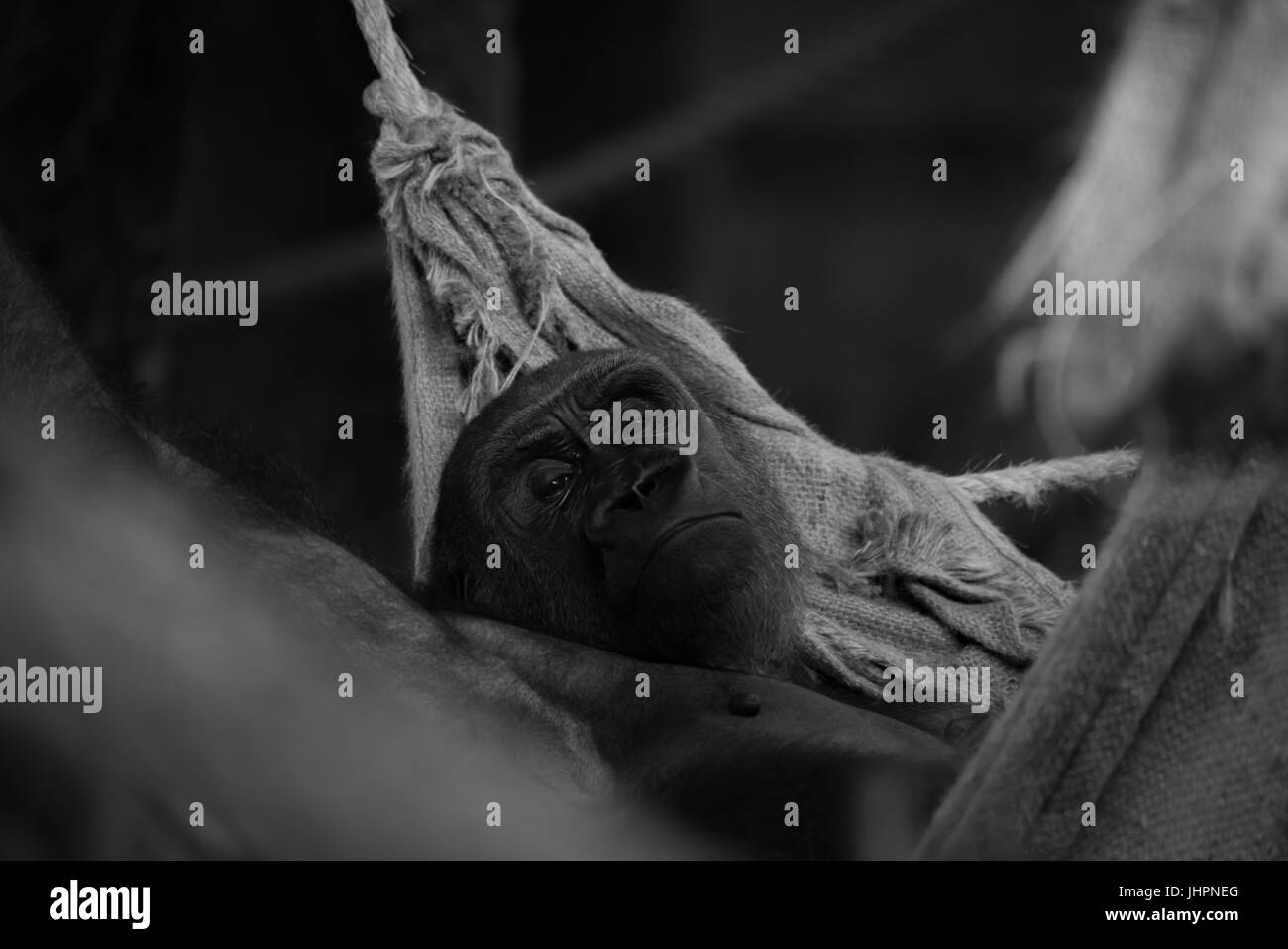Gorille Mono couché dans un hamac looking up Banque D'Images