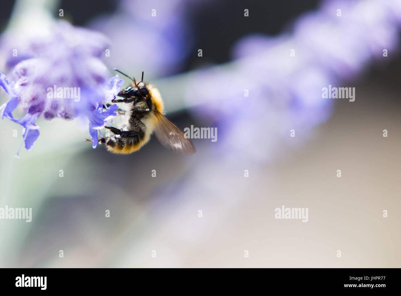 Bumble Bee Banque D'Images