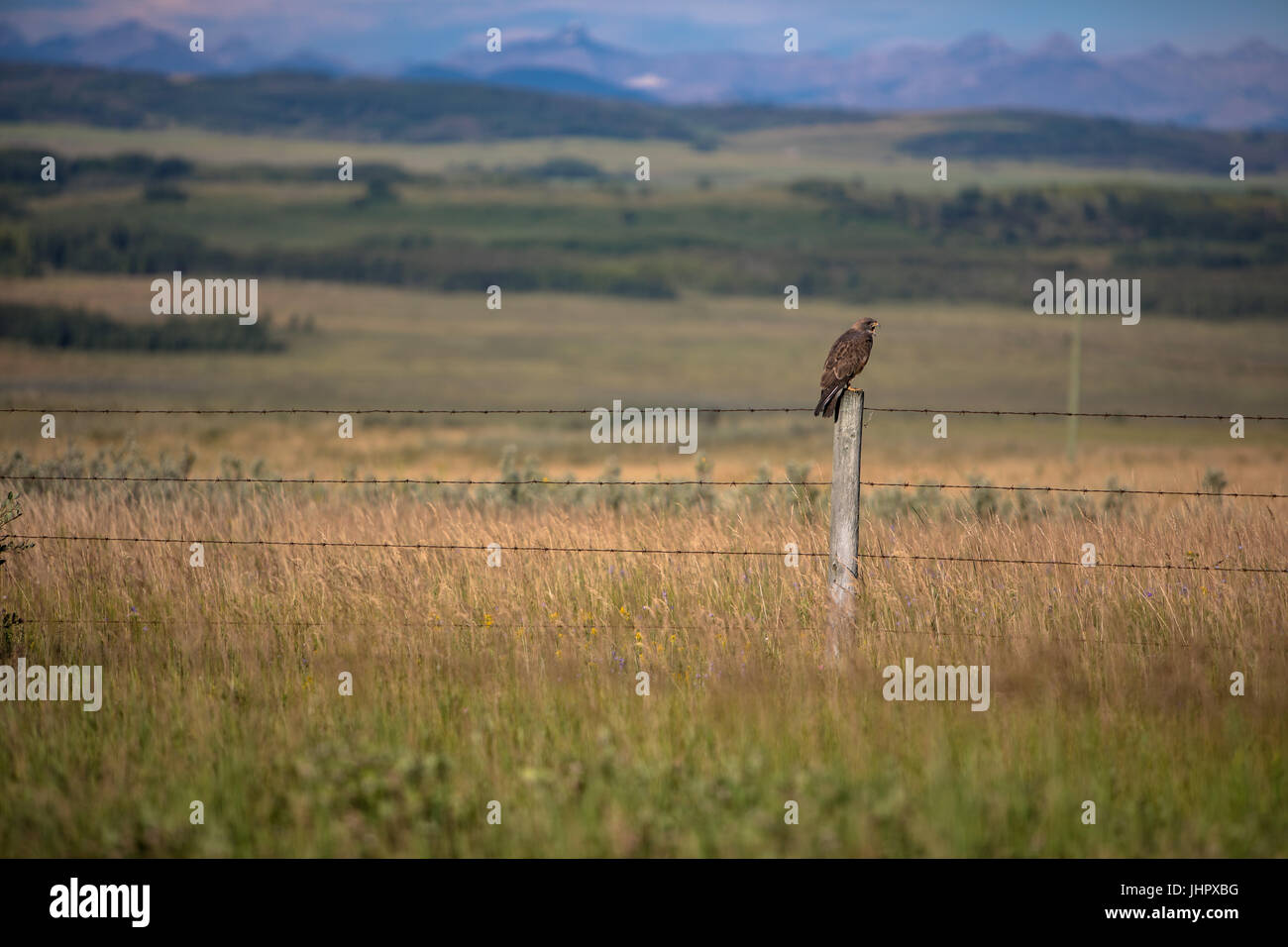 Un très large red-tailed hawk se trouve perché sur le poteau de clôture à la recherche de proies au petit matin. Banque D'Images