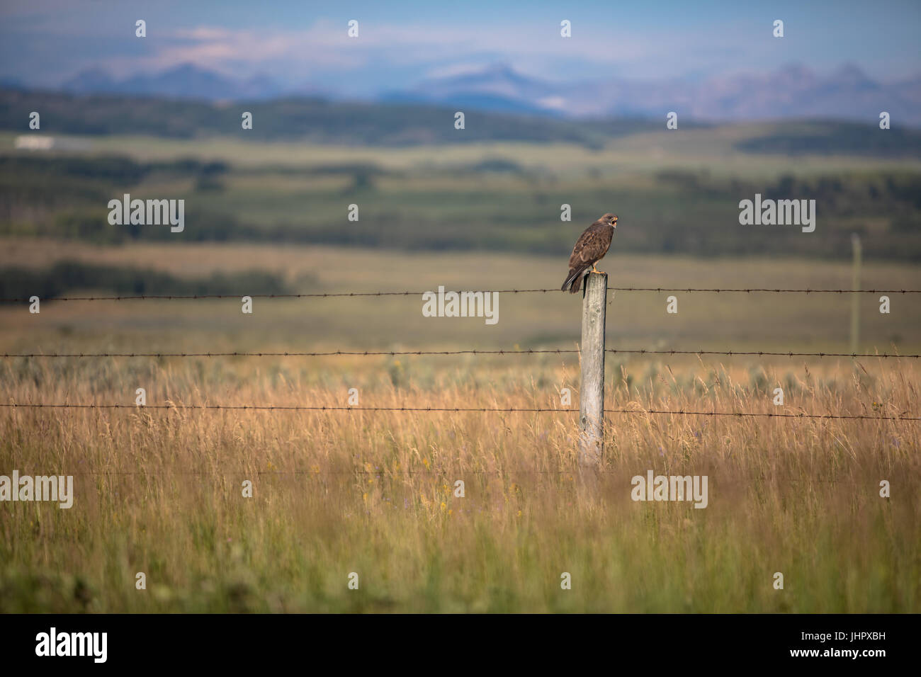 Un très large red-tailed hawk se trouve perché sur le poteau de clôture à la recherche de proies au petit matin. Banque D'Images