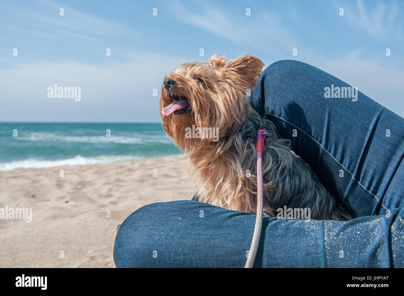 Cheveux longs yorkshire à la plage entre les jambes d'une femme Banque D'Images
