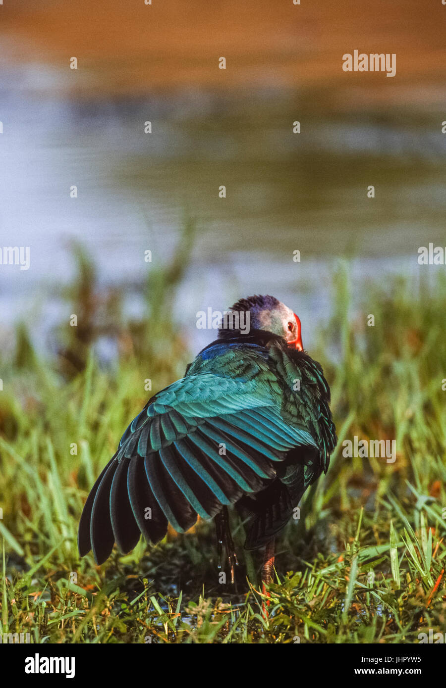 À tête grise, talève sultane (Porphyrio poliocephalus), Parc national de Keoladeo Ghana, Bharatpur, Rajasthan, Inde Banque D'Images