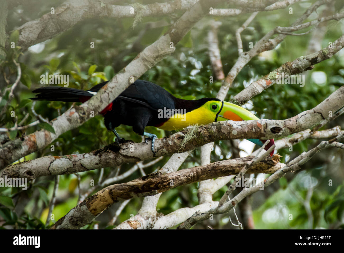 Toucan bec arc-en-ciel se cachant en partie sur un arbre image prise au Panama Banque D'Images