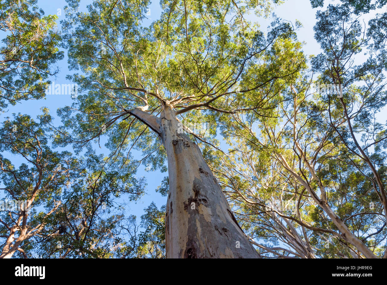 À la recherche jusqu'à la canopée de la Boranup Karri Forest dans le Parc National Leeuwin-Naturaliste dans la région de Margaret River au sud ouest de l'Australie Banque D'Images