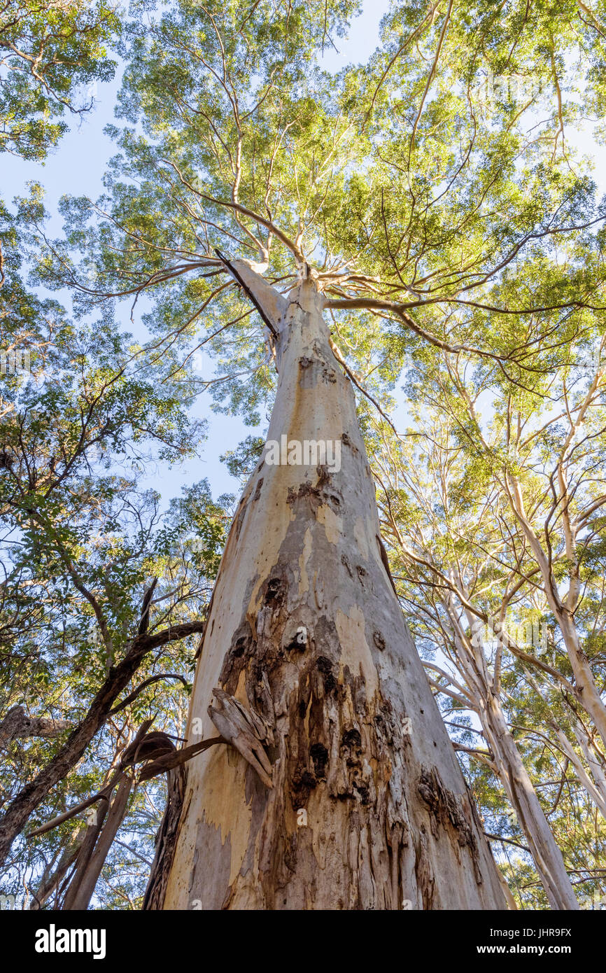 À la recherche jusqu'à la canopée de la Boranup Karri Forest dans le Parc National Leeuwin-Naturaliste dans la région de Margaret River au sud ouest de l'Australie Banque D'Images