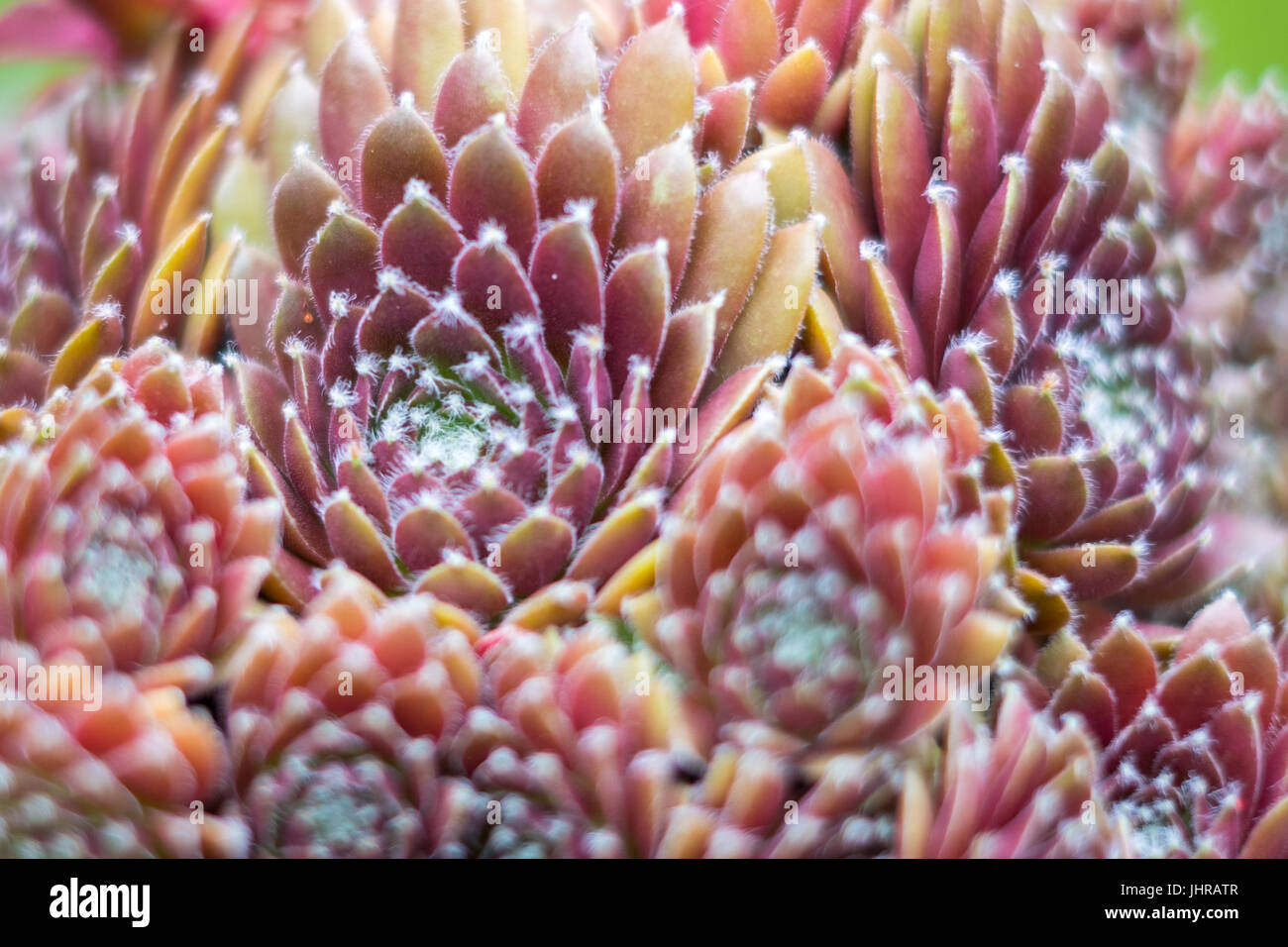 Gros plan des plantes succulentes - sempervivum plante macro Banque D'Images