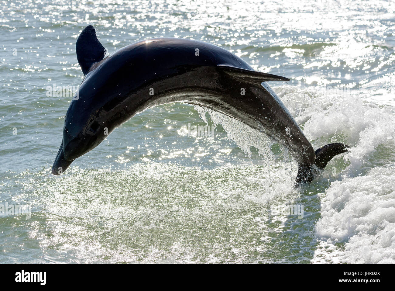 Le dauphin à gros nez (Tursiops truncatus) qui brise près de l'île Marco, Floride, États-Unis Banque D'Images