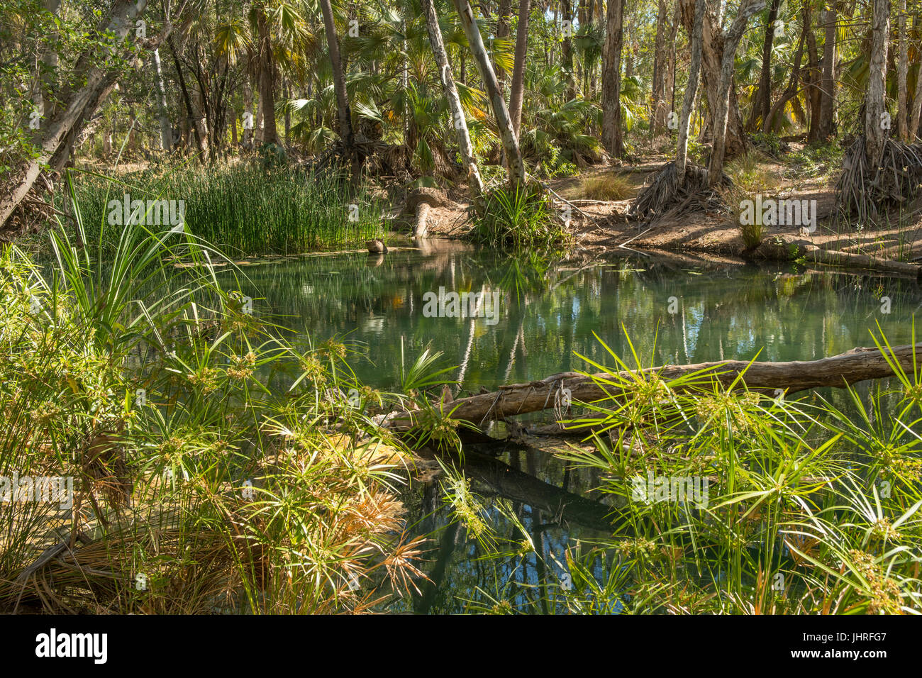 Lawn Hill Creek, l'Adels Grove, Queensland, Australie Banque D'Images