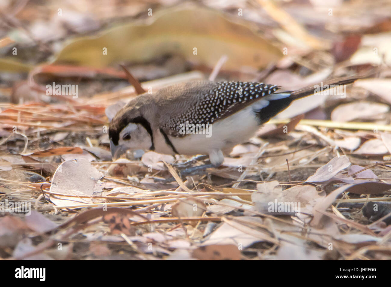 Double-prescription Finch, Taeniopygia bichenovii à l'Adels Grove, Queensland, Australie Banque D'Images