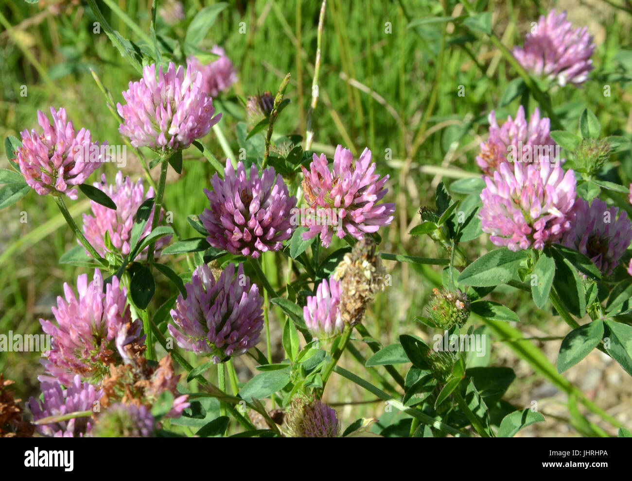 Groupe de fleurs de maïs lilas pâle Banque D'Images