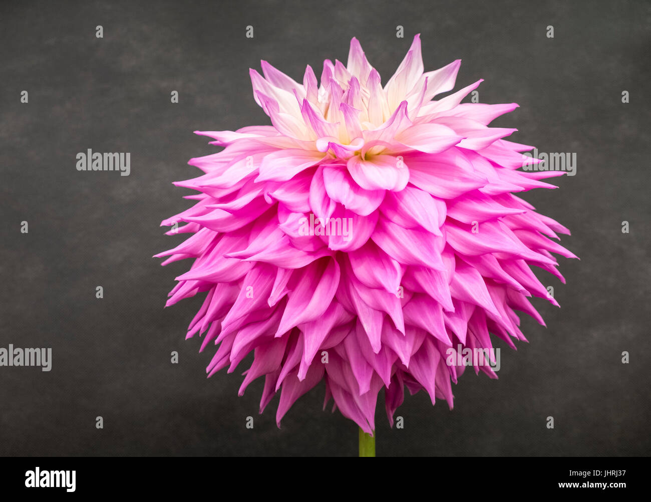 Dahlia Mophead flowerhead affichée à la Harrogate Flower Show, Yorkshire, Angleterre Royaume-uni Banque D'Images