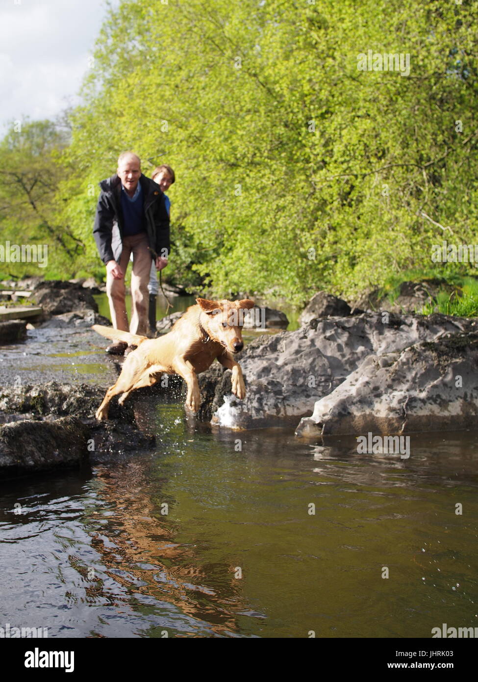Labrador saute dans la rivière Wye Banque D'Images
