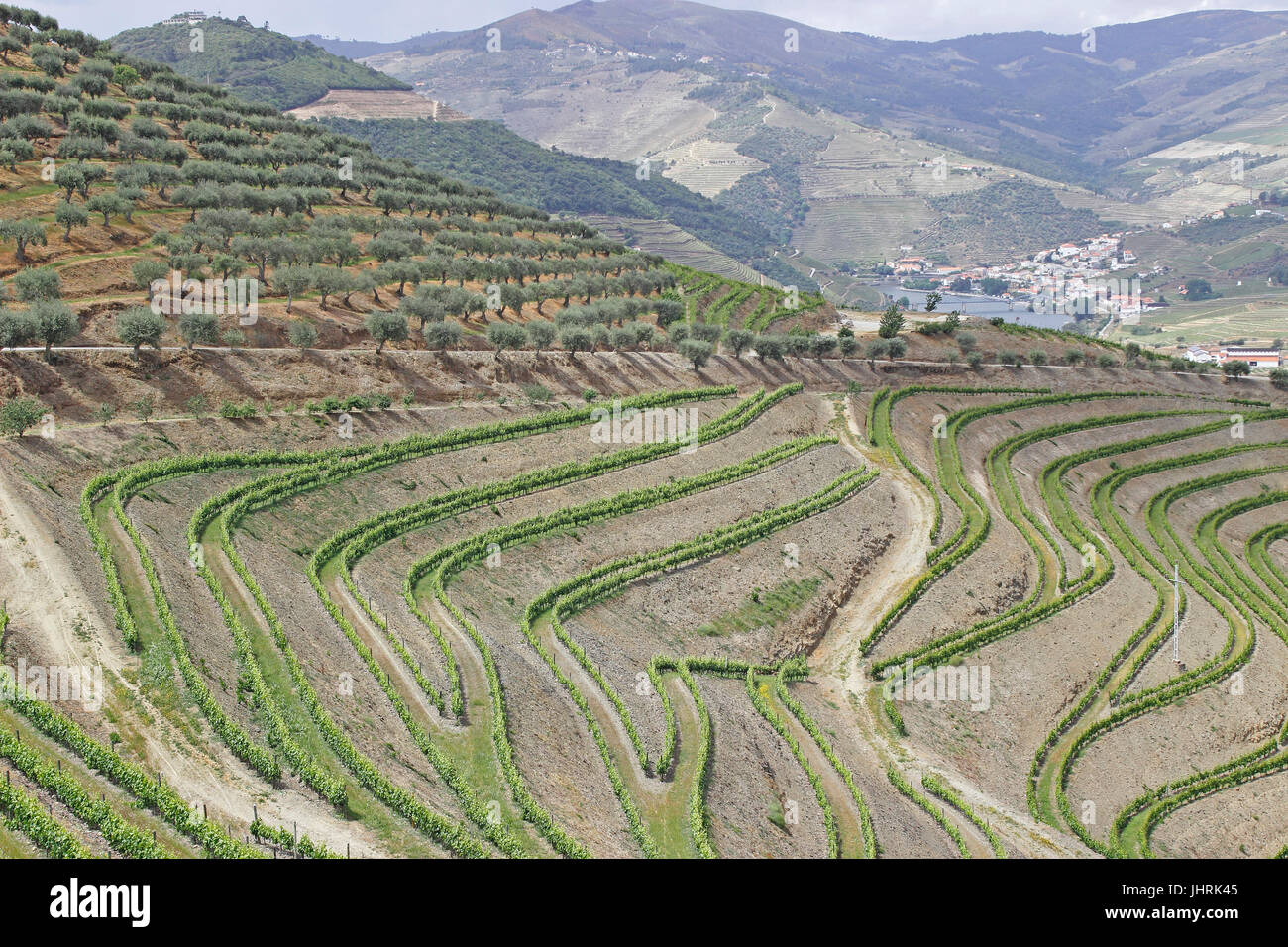 Vin de Porto en terrasses de vignes le long de la rivière Douro Portugal Pinhao ci-dessus Banque D'Images